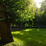 Słoneczny las na działce rolnej. Stare drzewo z grubym pniem i zielonymi liśćmi, w tle trawnik i inne drzewa.