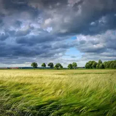 Wiatr faluje na polu zboża, w tle widać zabudowania i drzewa. To piękny krajobraz, który przypomina o darowiźnie ziemi rolnej od rodziców.