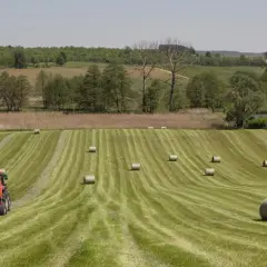 Ciągnik zbiera siano na pagórkowatym polu, tworząc okrągłe bele. To malowniczy krajobraz, jak z fikcyjnej dzierżawy ziemi.