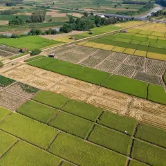 Widok z lotu ptaka na pola ryżowe i uprawy, z widocznym podziałem nieruchomości na powiększenie działki sąsiedniej.