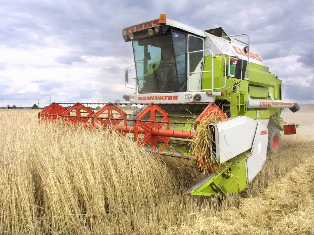 Kombajn Claas Dominator zbiera zboże. Czy dzierżawa ziemi wlicza się do dochodu? Rolnik pracuje na polu.