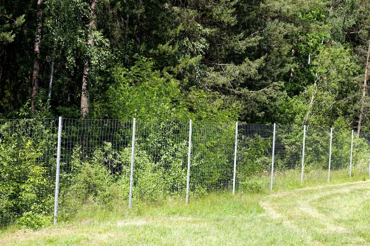 Siatka ogrodzeniowa oddziela trawiasty teren od gęstego lasu na działce rolnej.