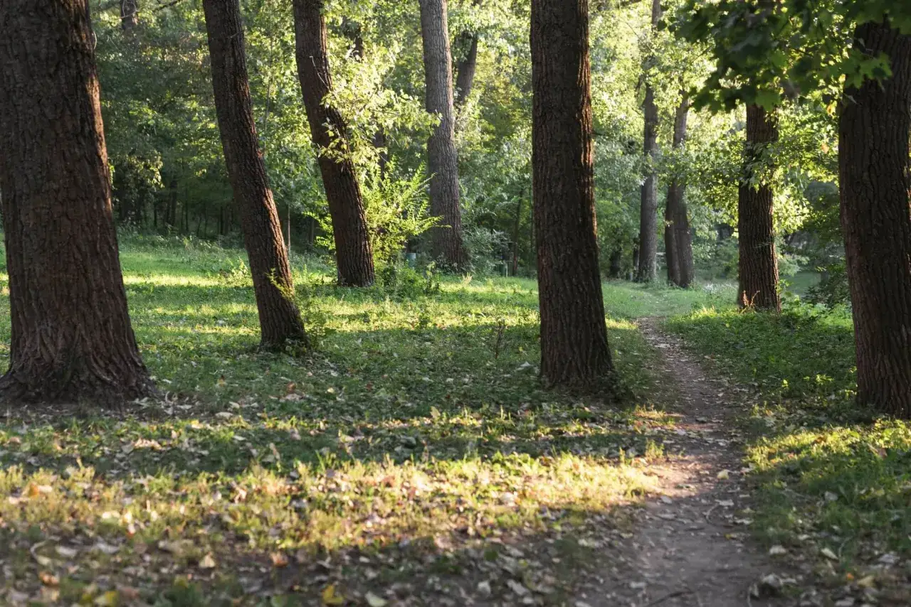 Ścieżka przez las na działce rolnej, oświetlona słońcem. Drzewa tworzą gęsty baldachim, a na ziemi leżą liście.